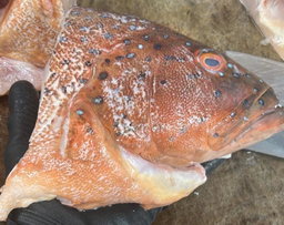 Red Garoupa Head