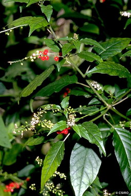 Jamaican  Dog Blood  (Fertility Bush)