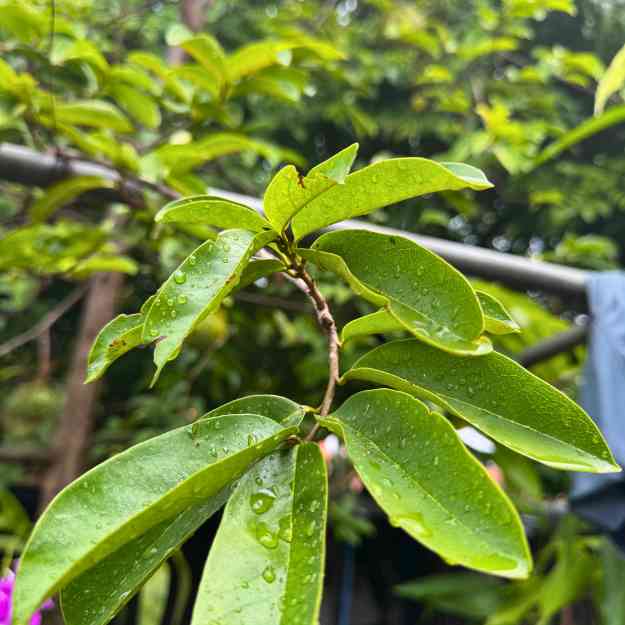 Soursop Leaves Tea_1