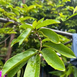 Soursop Leaves Tea