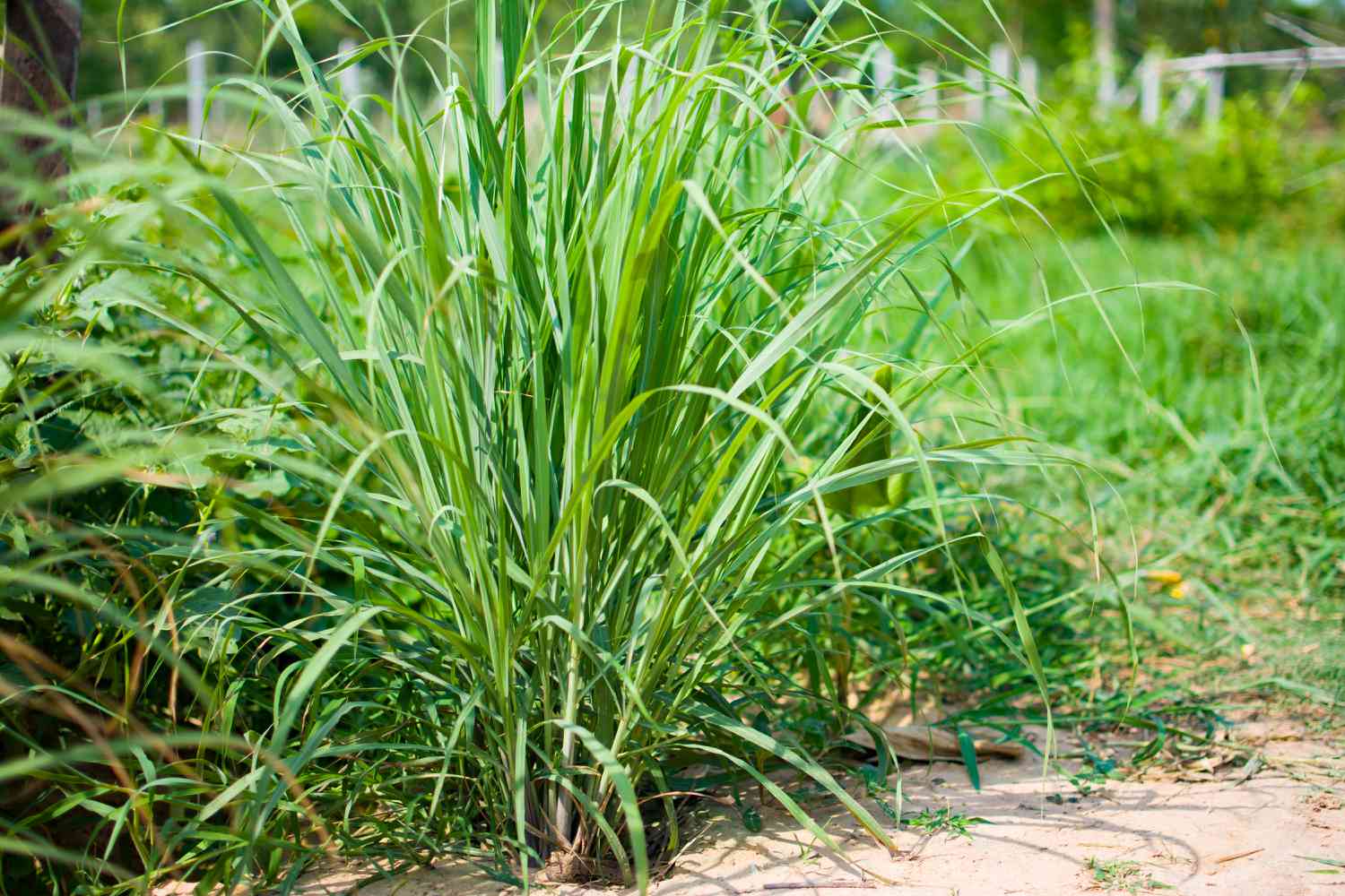 Lemongrass Herb_1
