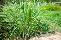 Lemongrass Herb