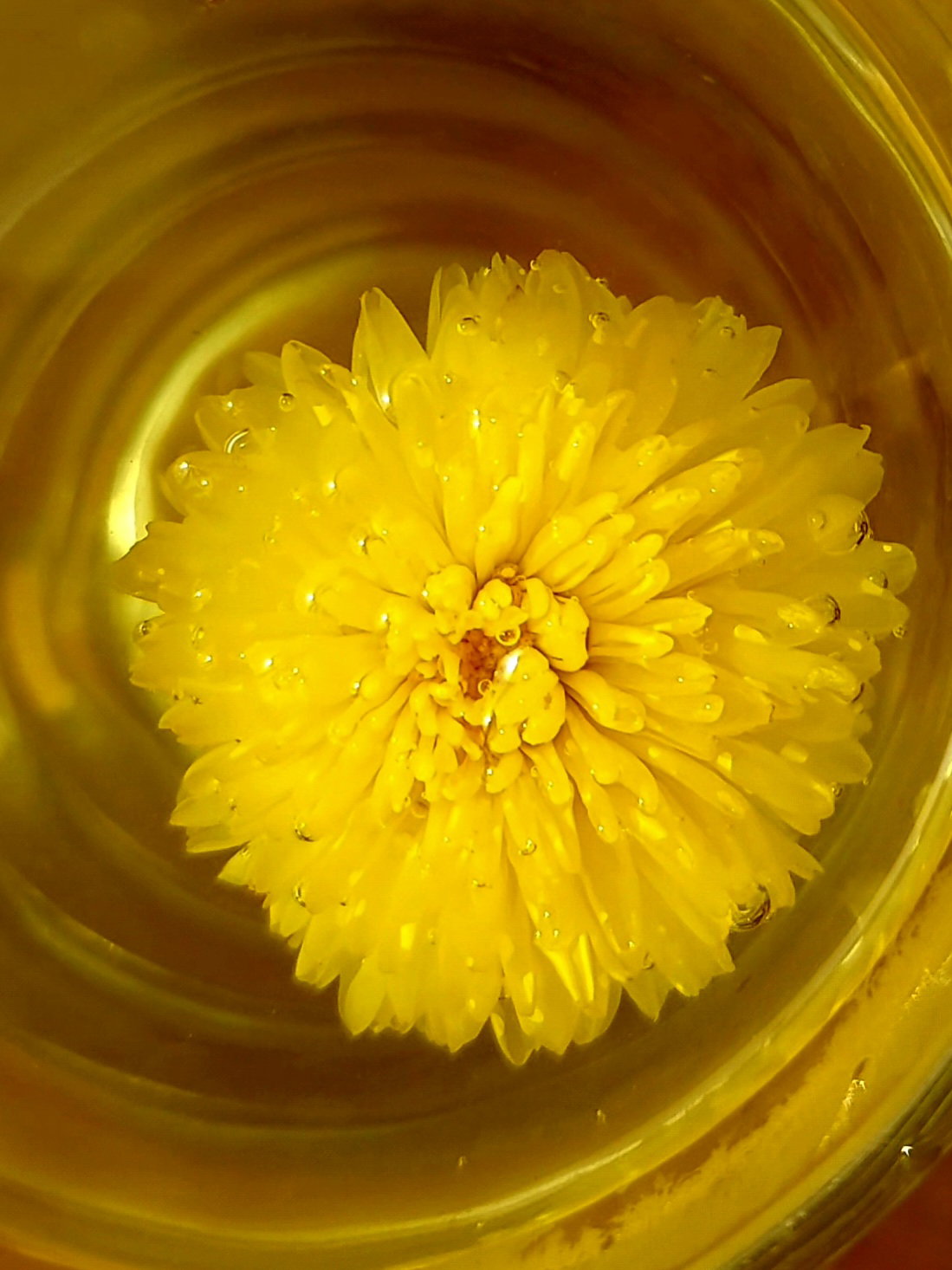 Kuai Tea™ - Royal Chrysanthemum from organic farm 筷茶有機皇菊_1