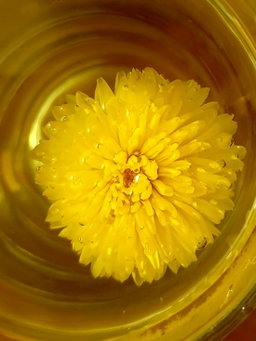 Kuai Tea™ - Royal Chrysanthemum from organic farm 筷茶有機皇菊