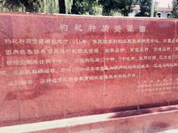 Kuai Tea™ - Ningxia Gojiberries 筷茶™寧夏枸杞 （農科院研究所產）
