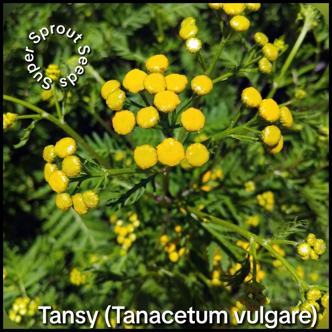 BULK Tansy (Tanacetum vulgare) x 1000+ seeds _2