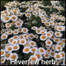Feverfew herb x 100+ seeds 