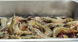 Glass Prawns 