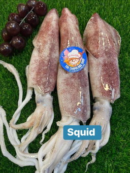 Squid