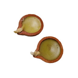 GMS Laxmi Kubera Sanjeevini Mooligai Vilaku 20pcs