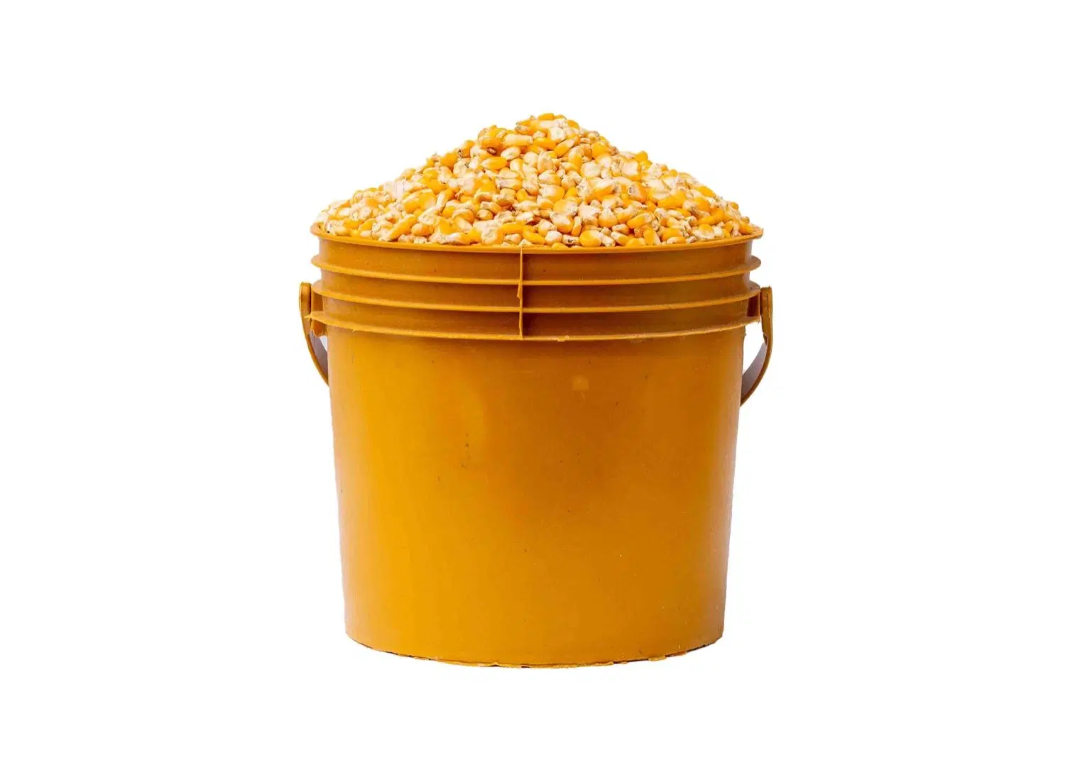 Yellow Corn_1