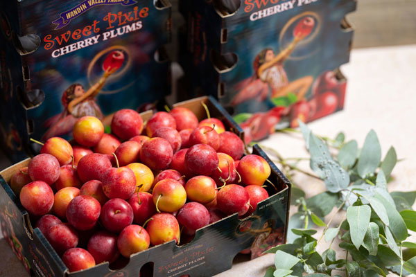 1 BOX 2KG Australia Wandin Valley Cherry Plum