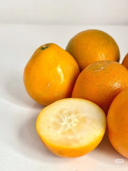 1 x CN Honey Kamquat 16s