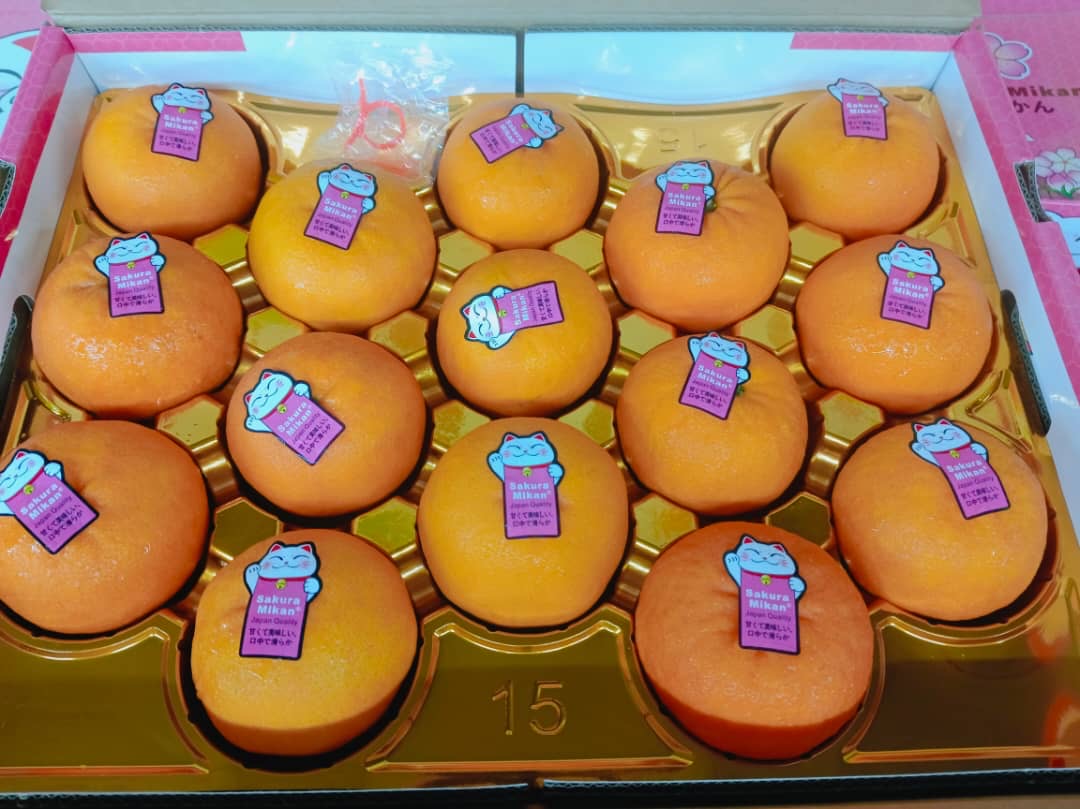 1 BOX CN Sakura Mikan 15s_0