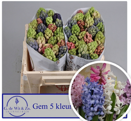 Giacinti Mix
