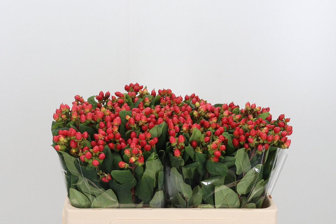 Hypericum Rosso