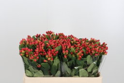 Hypericum Rosso