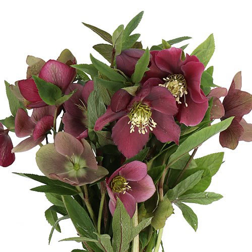 Helleborus Queens Red