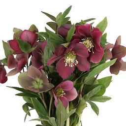 Helleborus Queens Red