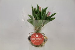 Tulipa Bulbi in Mazzo Rosa