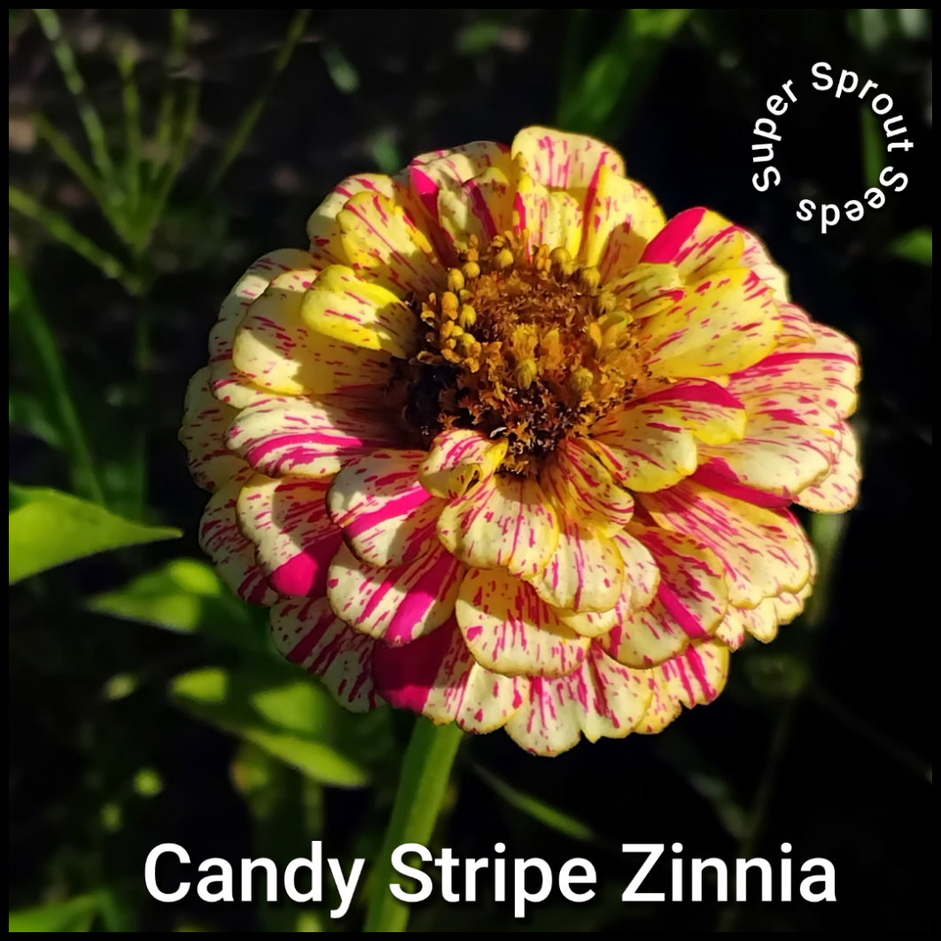 Candy stripe zinnia x 25 seeds _2