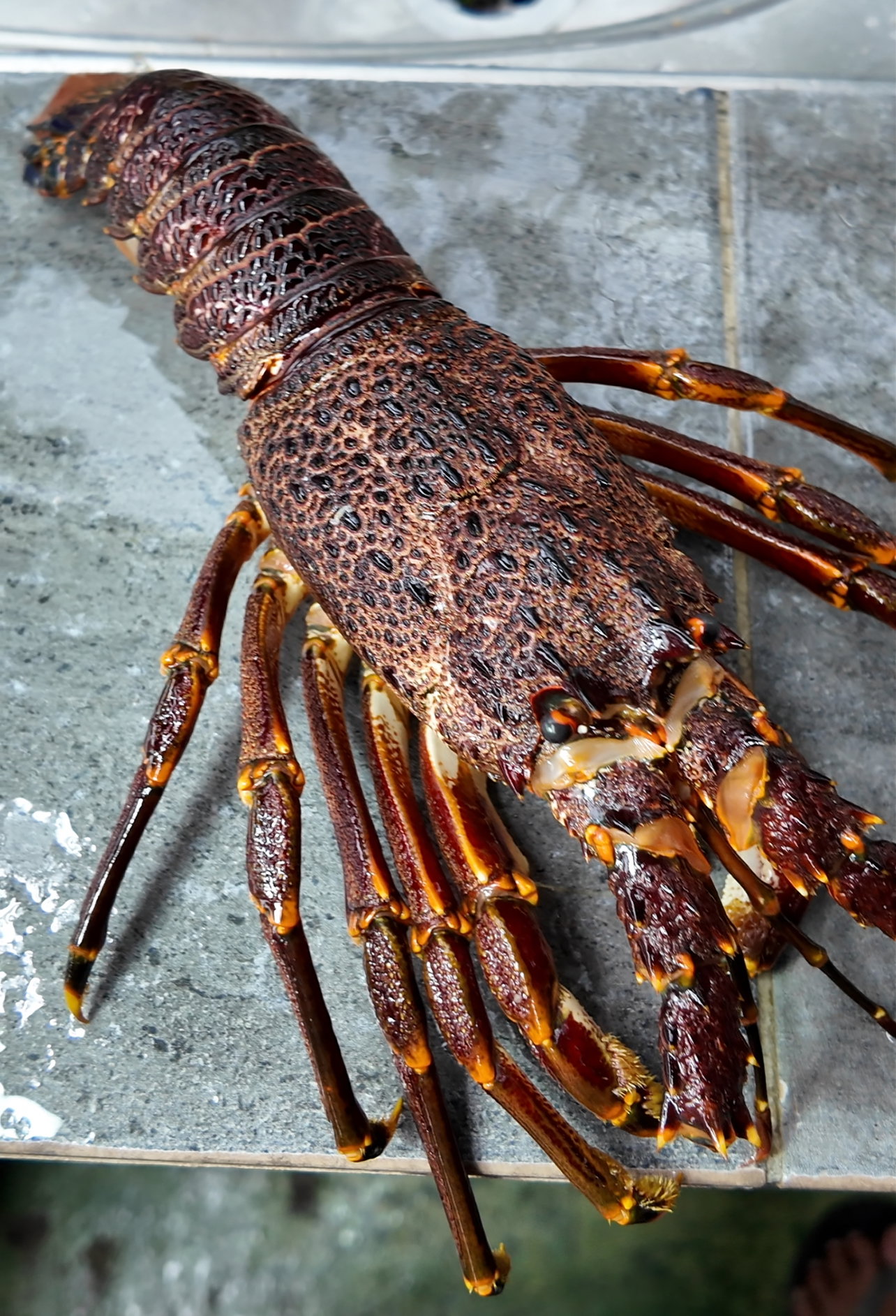 Afrika Rock Lobster_1