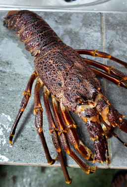 Afrika Rock Lobster