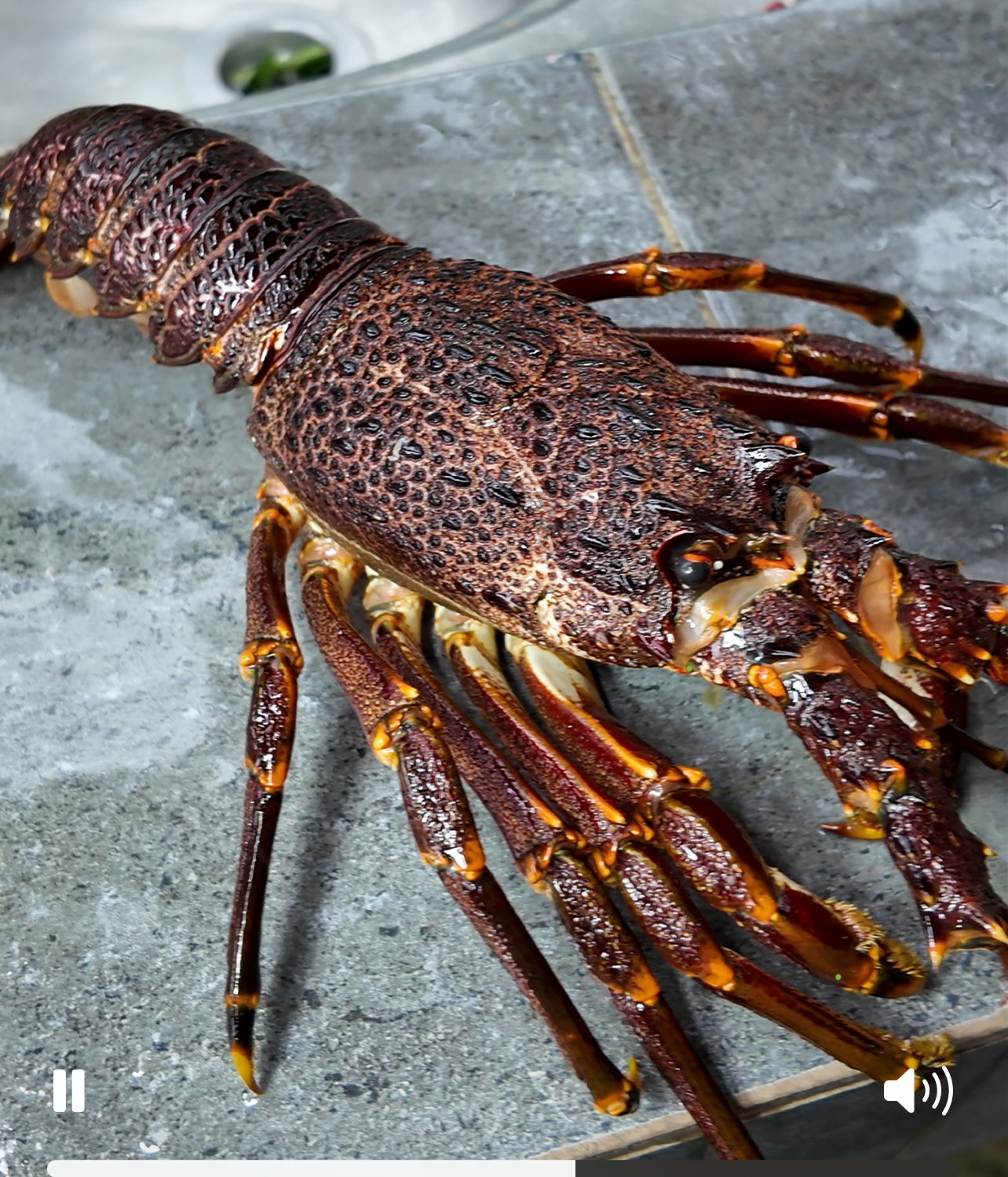 Afrika Rock Lobster_1