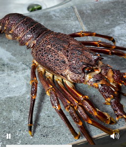 Afrika Rock Lobster