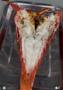 Afrika Rock Lobster