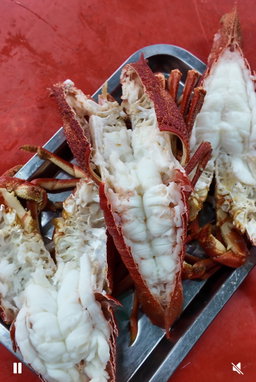 Afrika Rock Lobster