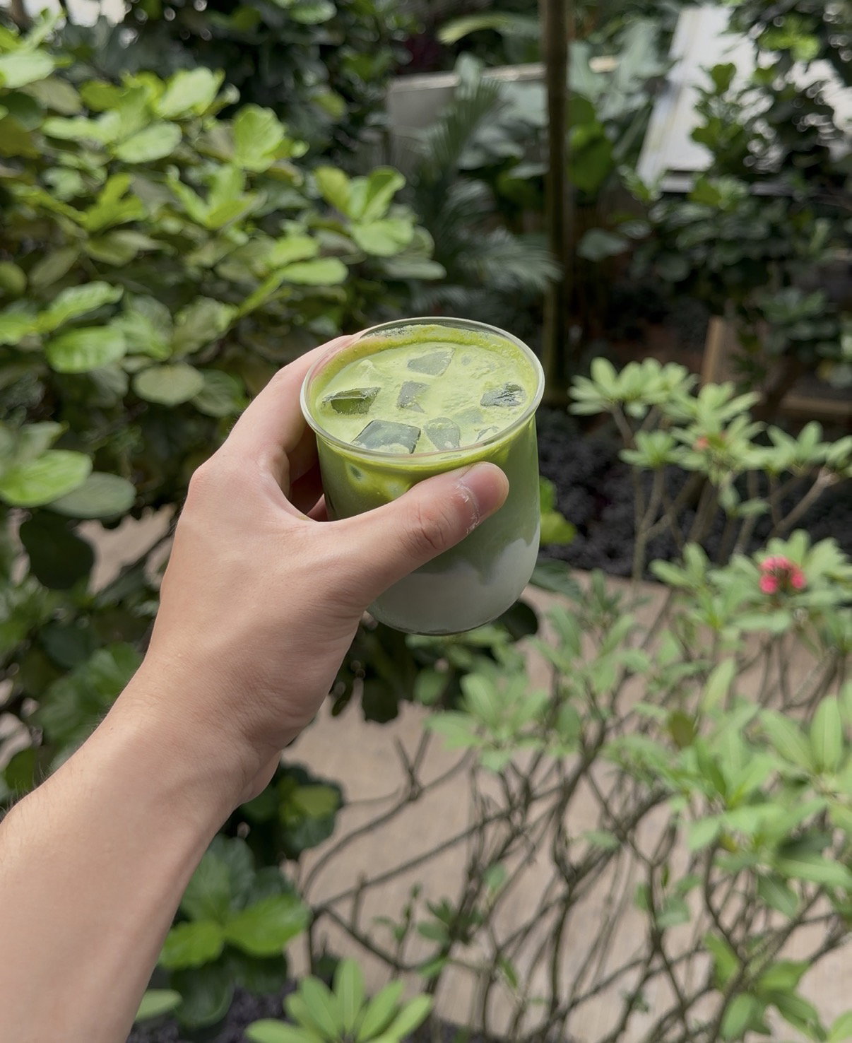 Matcha Latte 🍵_0