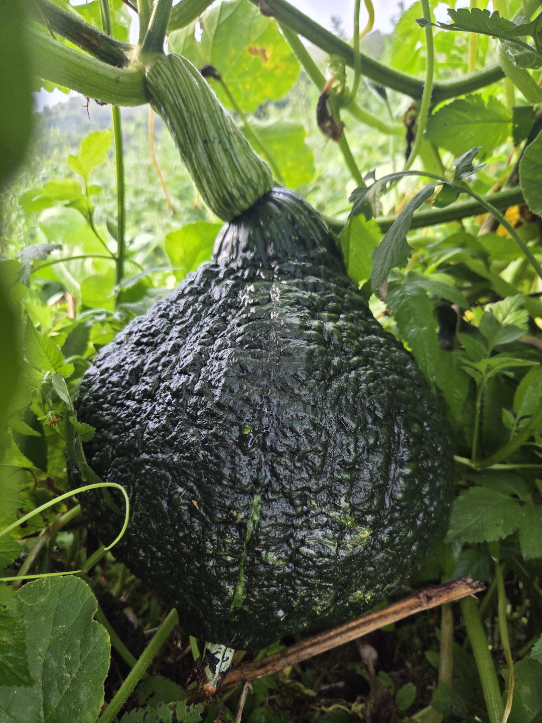 500g organic cut up pumpkin