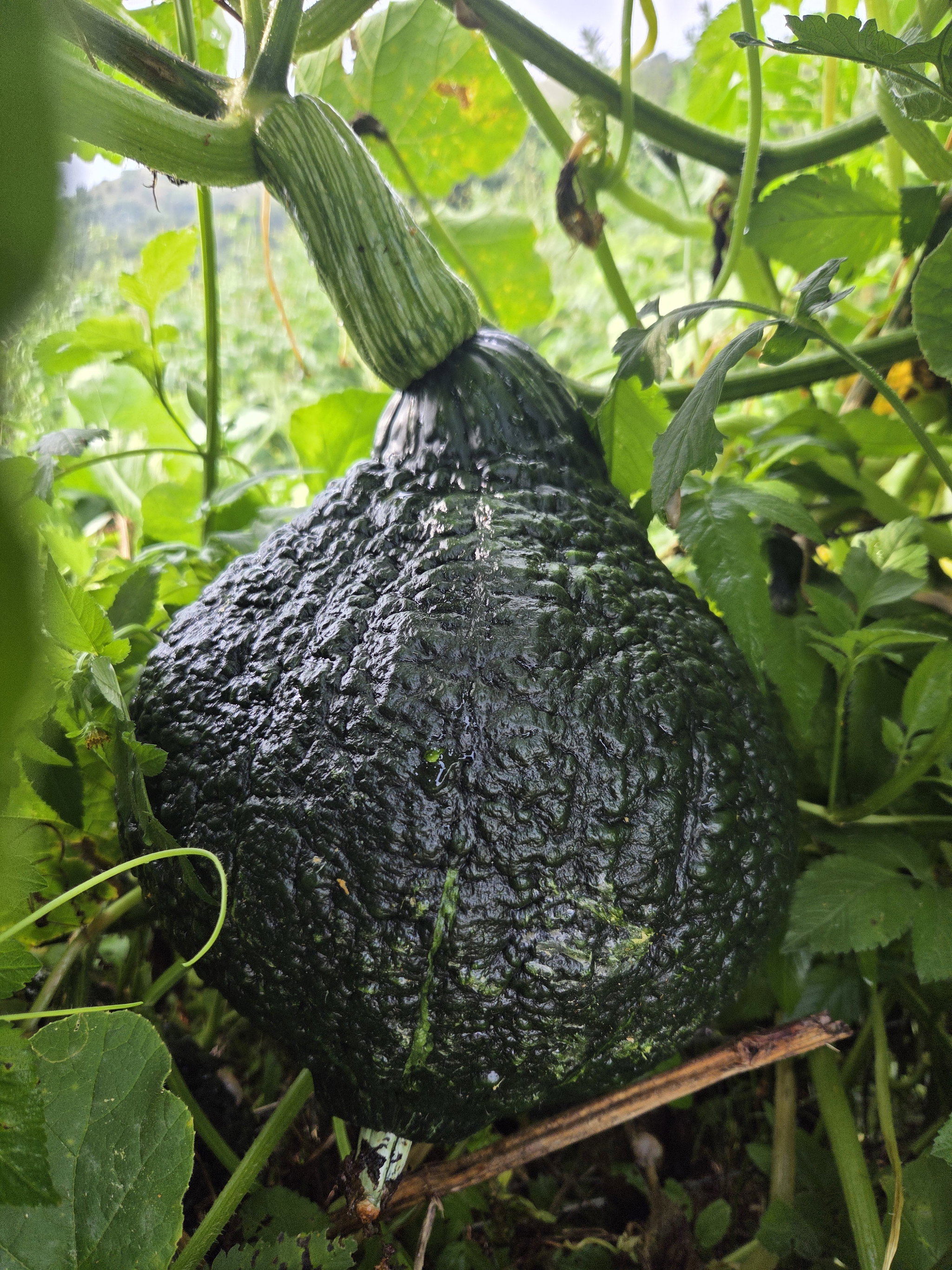 500g organic  cut up pumpkin_0