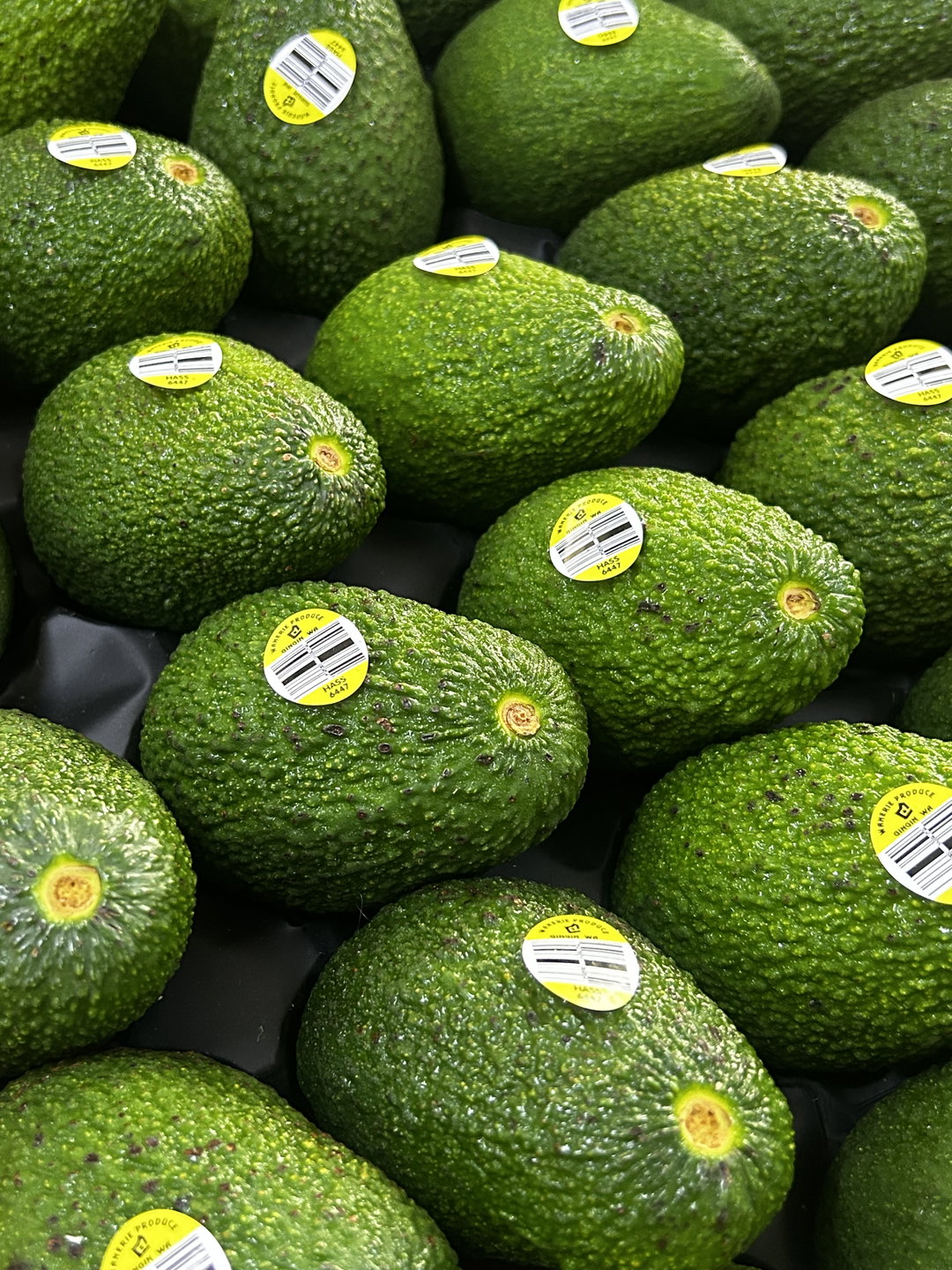 3 x Australia Hass Avocado