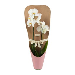 Phalaenopsis