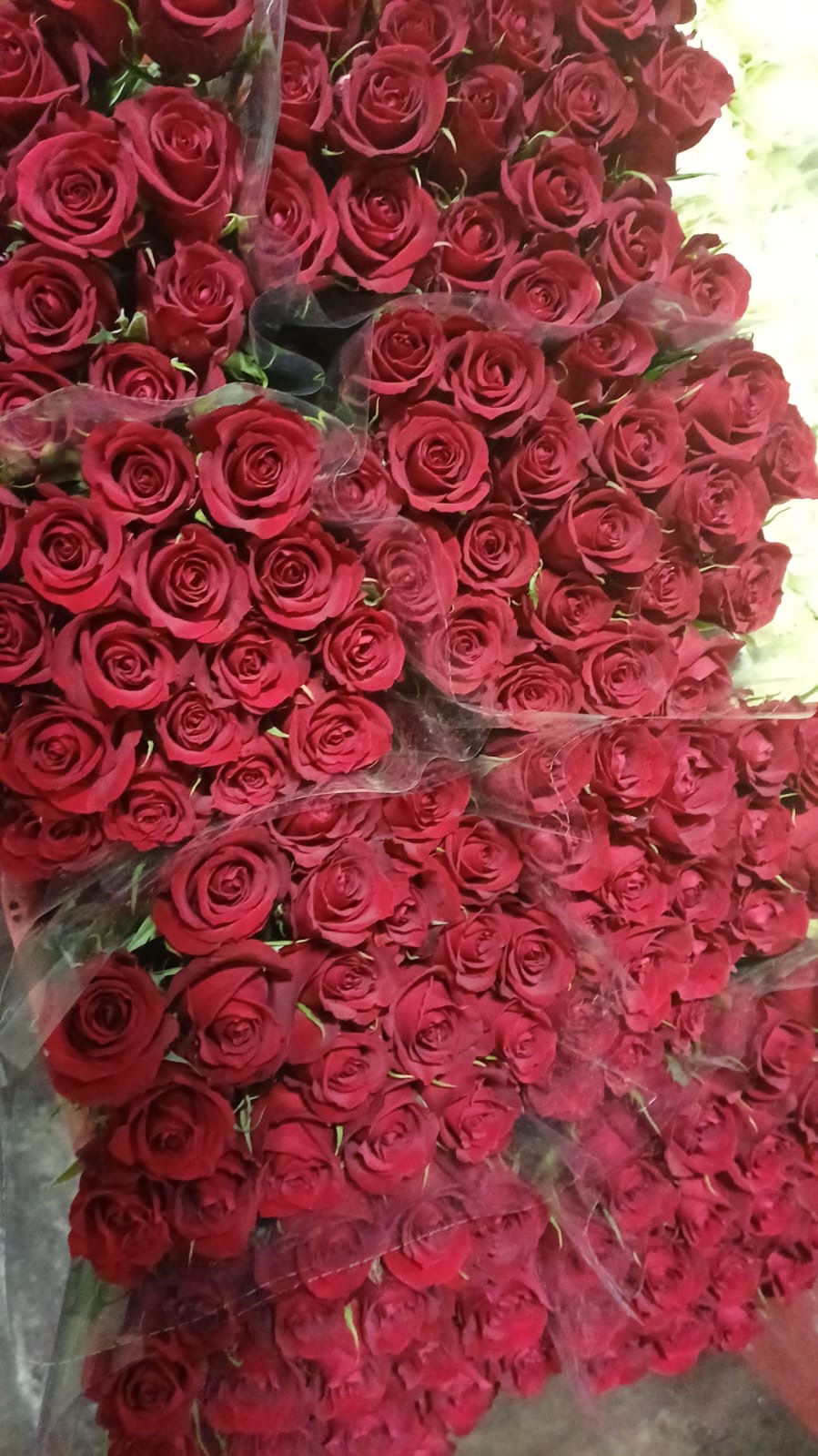 Red Rose