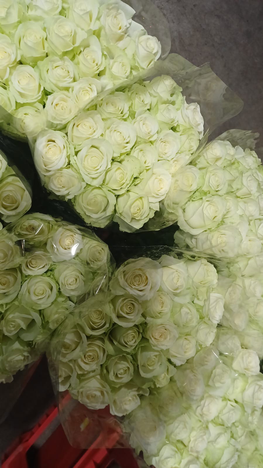 White Rose