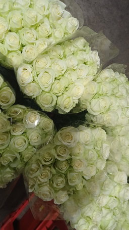 White Rose