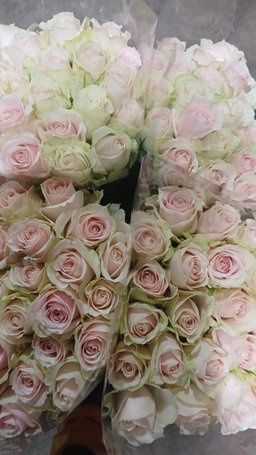 Sweet Pink Roses