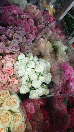 Mix Roses