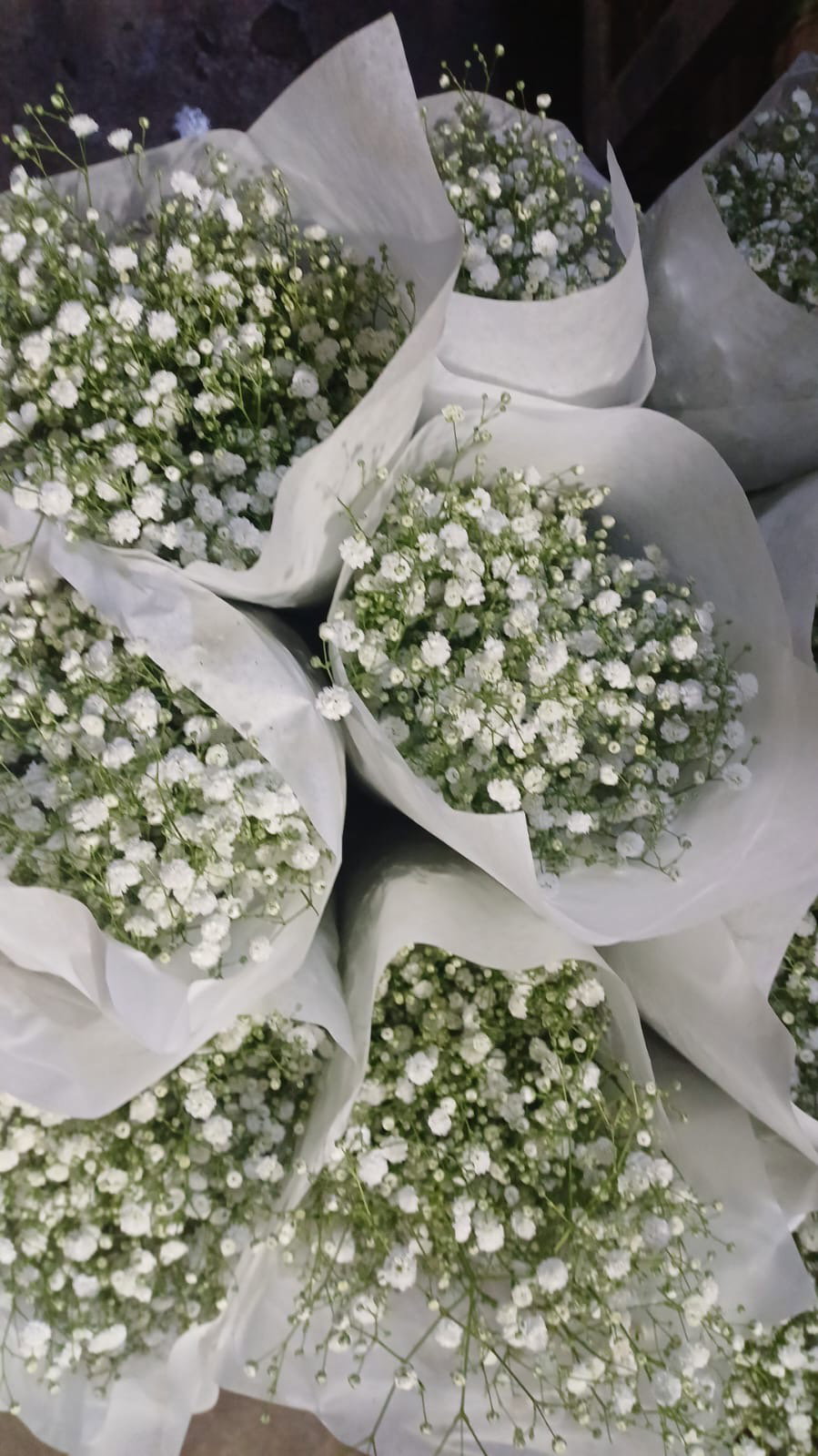 Gypsolia