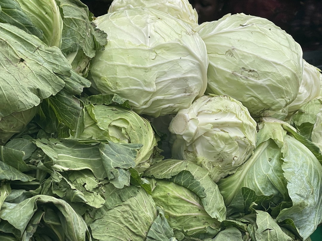 Cabbage 