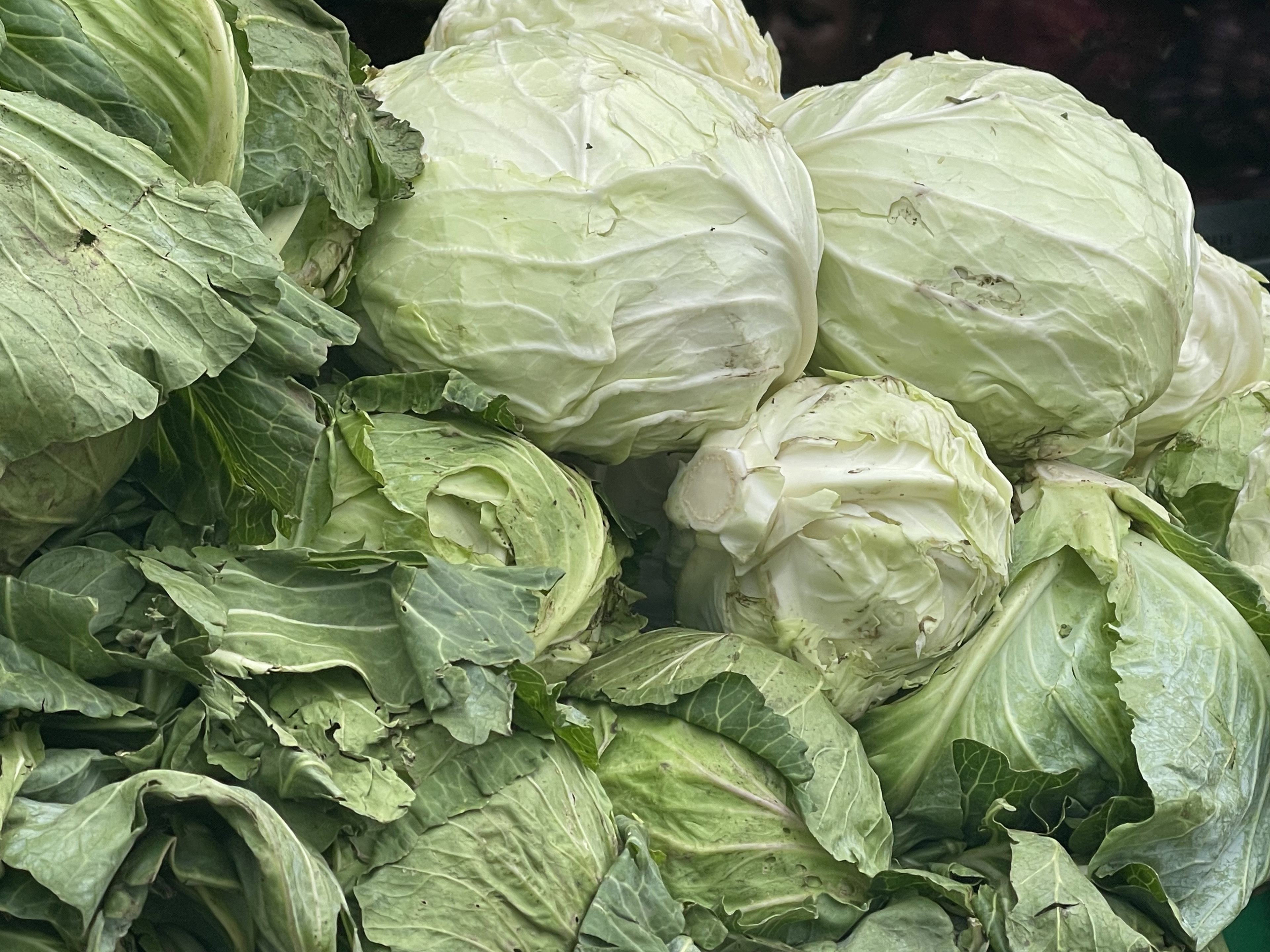 Cabbage 
