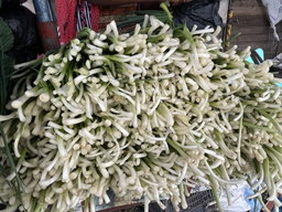 Spring onions