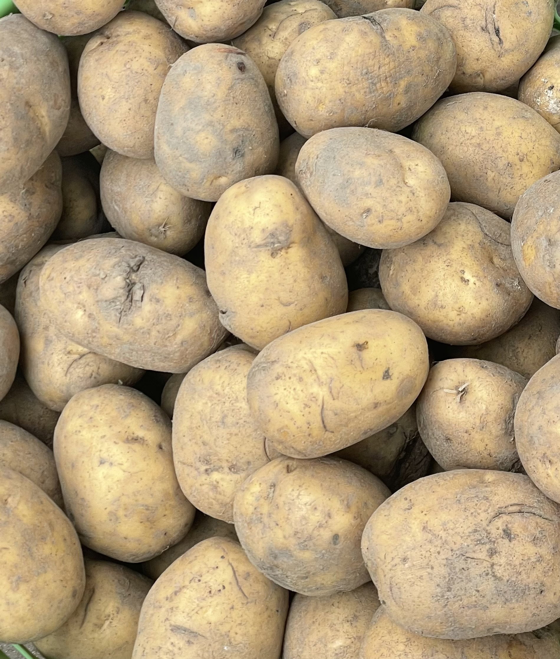 Sweet potatoes 