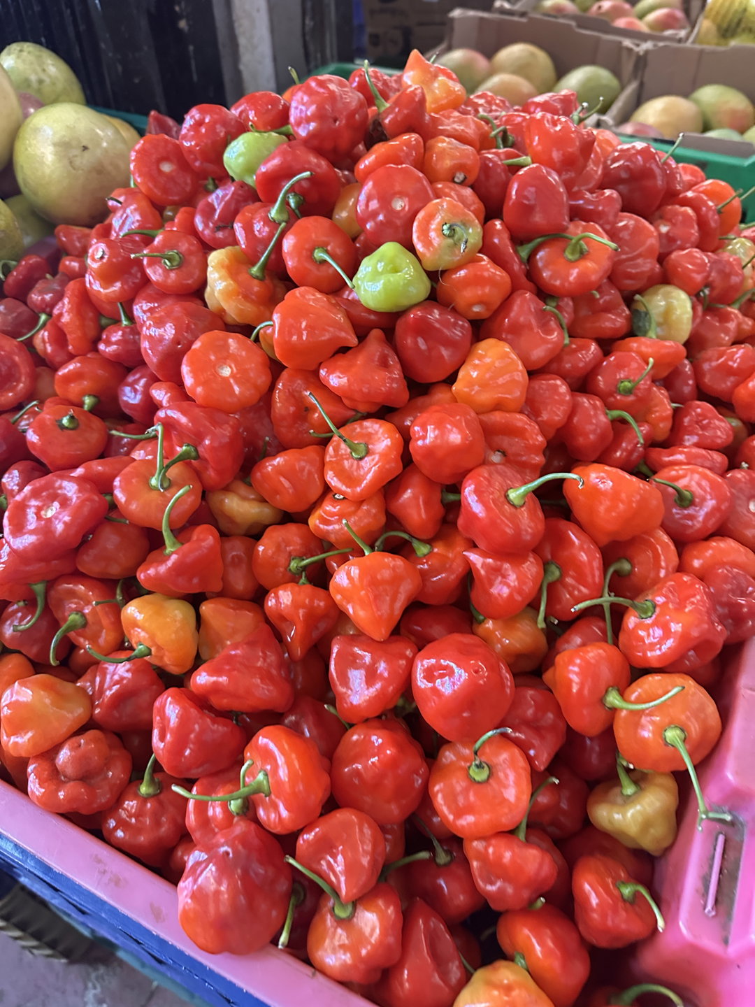 Aji Trompito