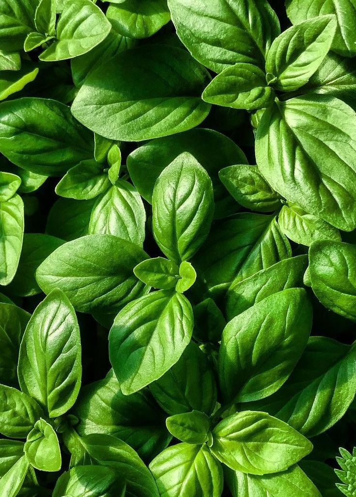 Albahaca | Basil_0