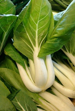 Bok choy | Mostaza