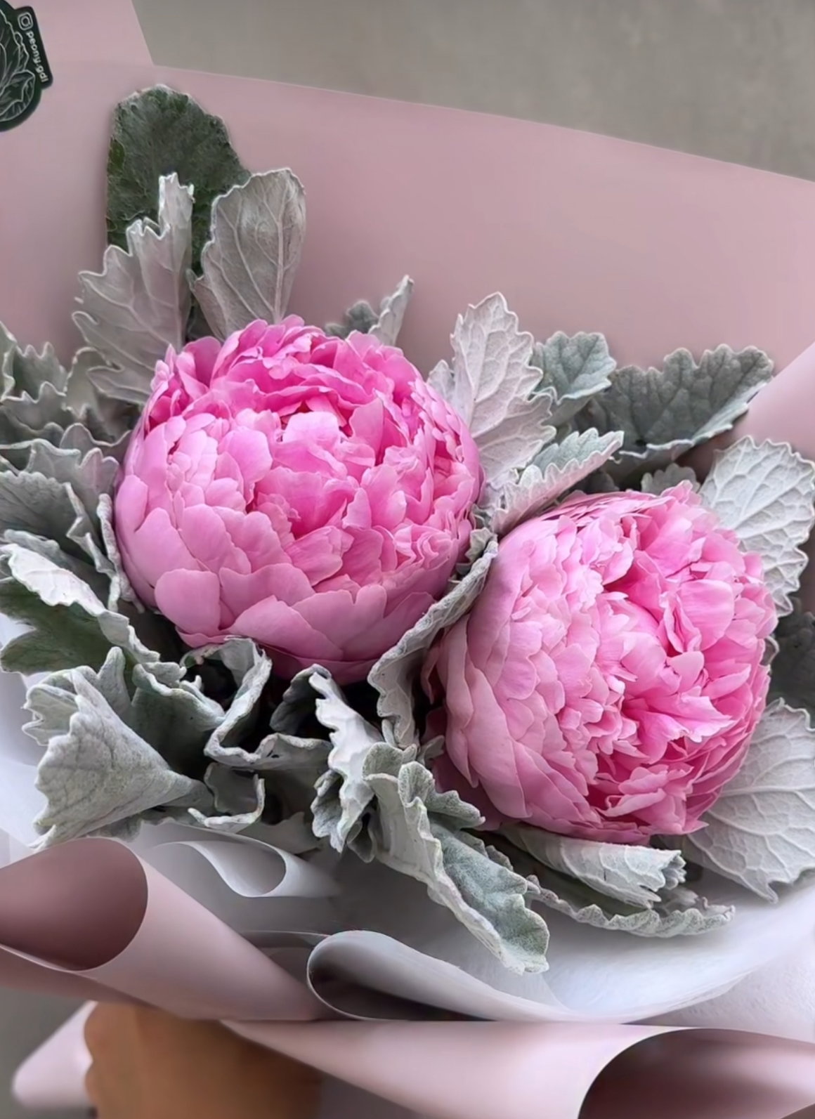 Peonias _2